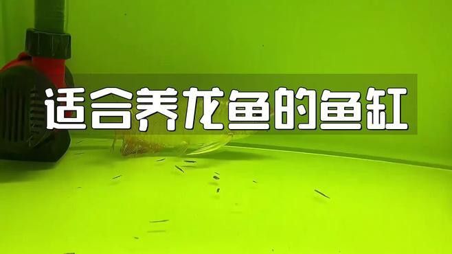 紅龍魚如何挑選好的魚缸圖片