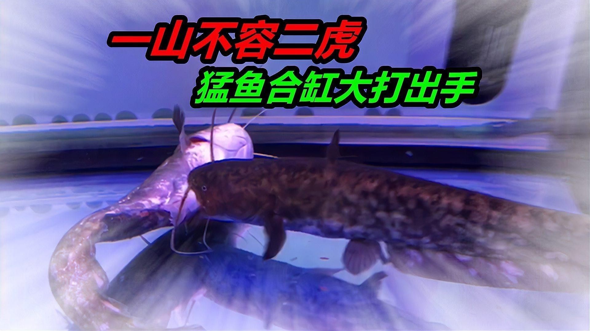 銀龍魚老撞缸怎么回事