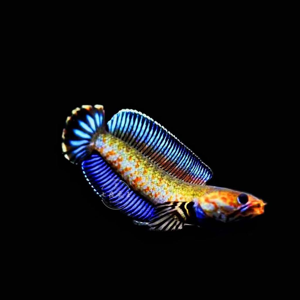 七彩雷龍能和什么觀賞魚混養：七彩雷龍可以與多種觀賞魚混養嗎？