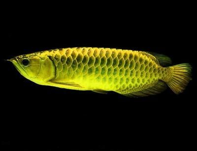 龍魚瘋狂撞缸體內寄生蟲怎么治：龍魚瘋狂撞缸體內寄生蟲怎么治龍魚體內寄生蟲怎么治