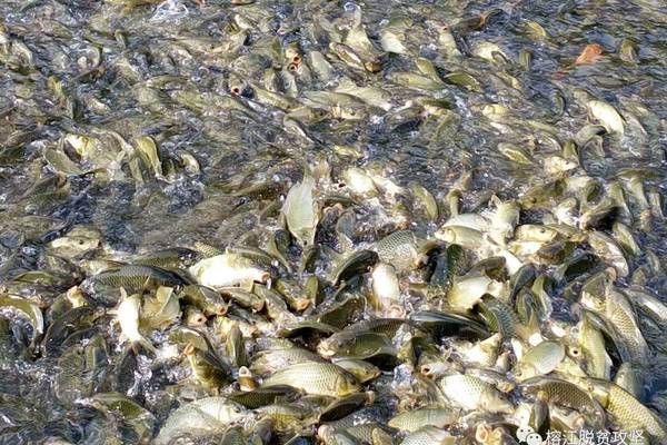 銀龍魚苗適宜的溶氧量標準：銀龍魚苗在養殖過程中適宜的溶氧量標準