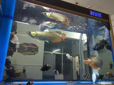 買龍魚去哪里買比較好：如何購買龍魚