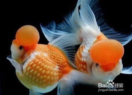 好的金龍魚怎么選（錯鱗,“大頭魚”,珠鱗,具體部位,游姿,）