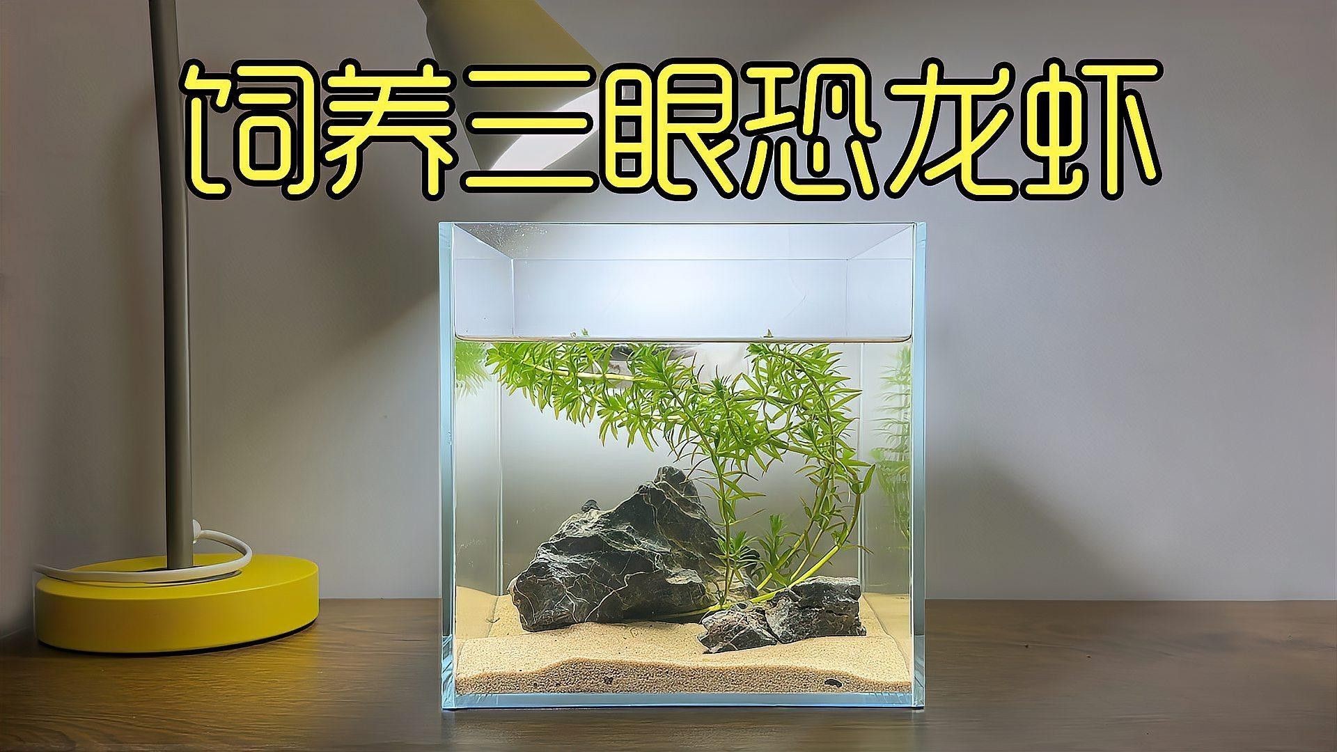 恐龍魚混養羅漢魚