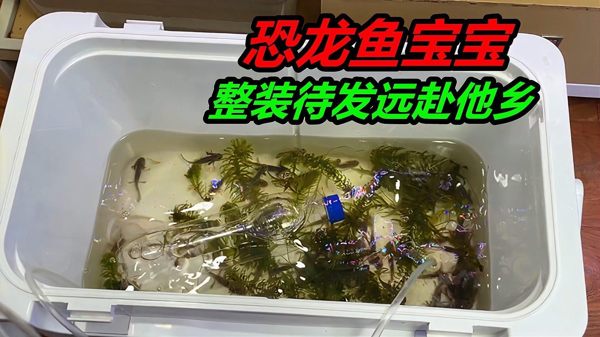 恐龍魚混養羅漢魚