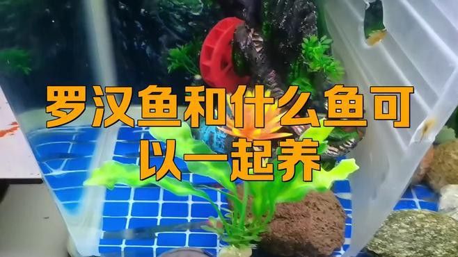 恐龍魚混養羅漢魚