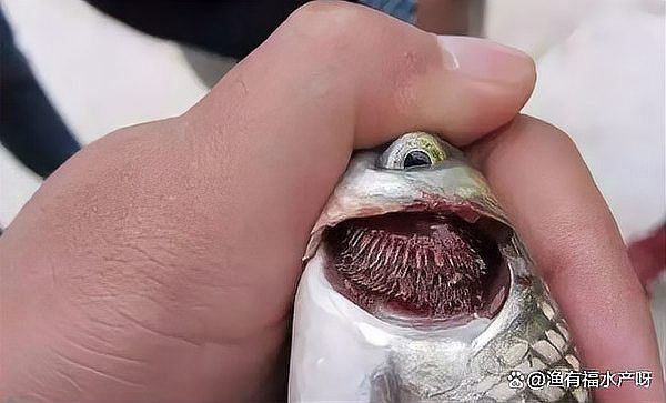 龍魚鰓蓋潰爛是什么原因 龍魚鰓蓋潰爛是什么原因 龍魚百科 第1張