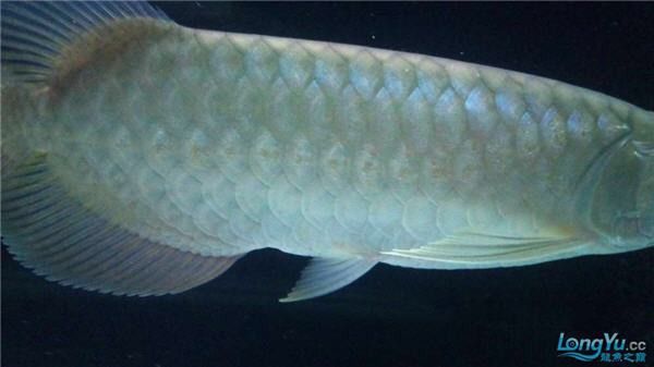 龍魚爛身如何治療？