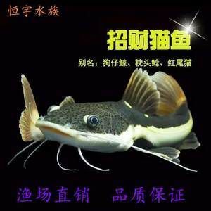 黃金貓和龍魚混養好不好：黃金貓與龍魚混養好不好黃金貓與龍魚混養好不好