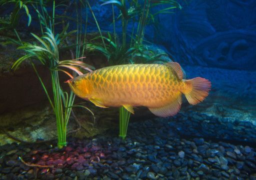 白色紅尾金龍魚叫什么：白色紅尾金龍魚的命名