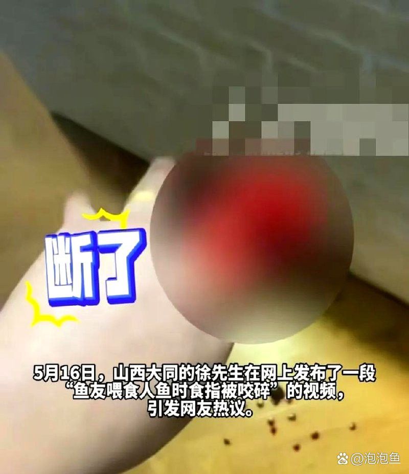 火龍魚咬人嗎