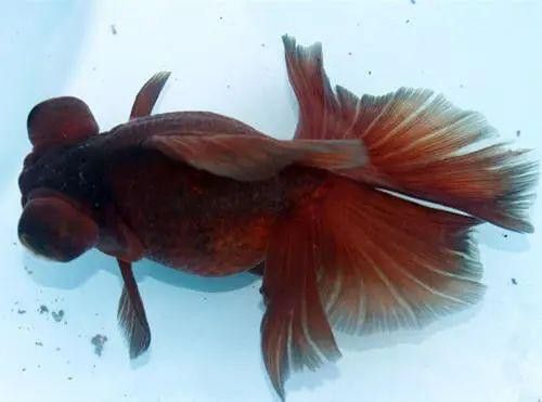 紫龍魚圖片