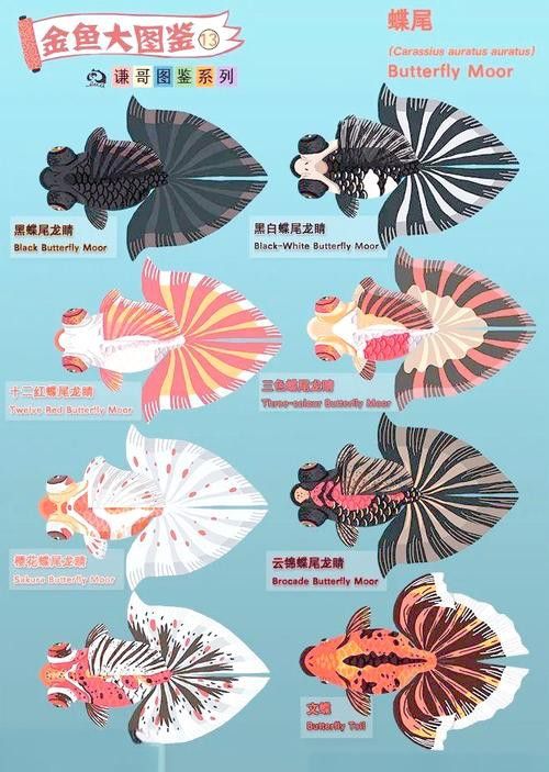 紫龍魚圖片