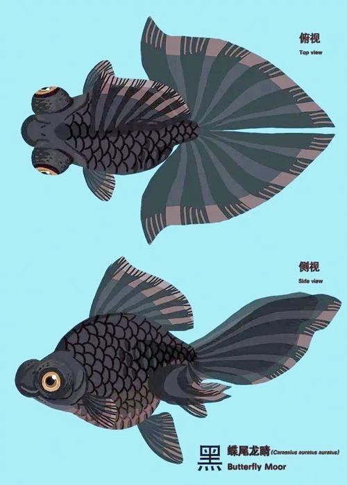 紫龍魚圖片