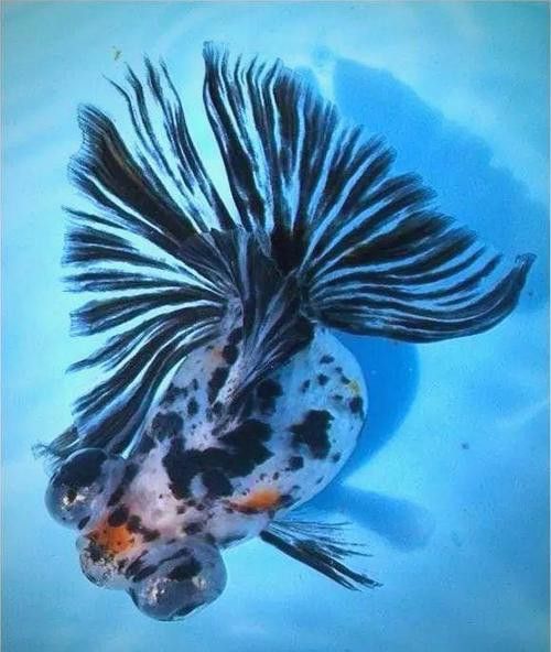 紫龍魚圖片