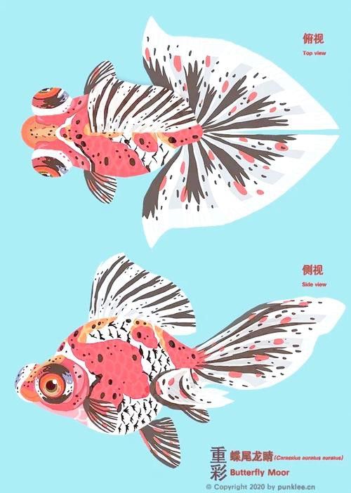 紫龍魚圖片