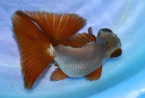 紫龍魚圖片