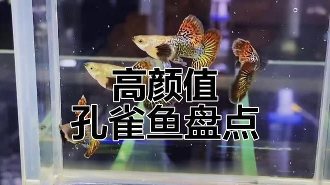 紫龍魚圖片