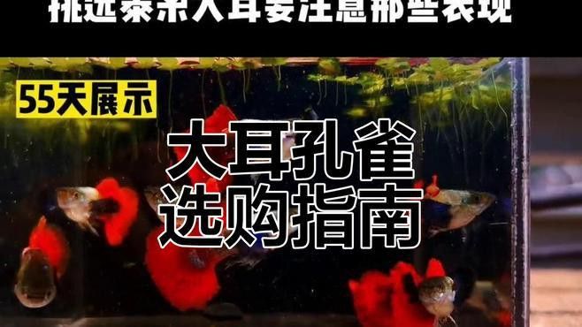 紫龍魚圖片