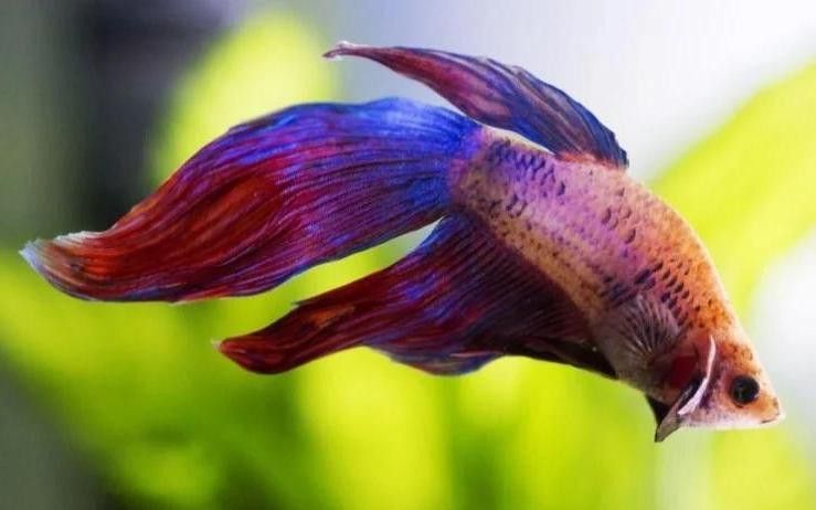 紫龍魚圖片