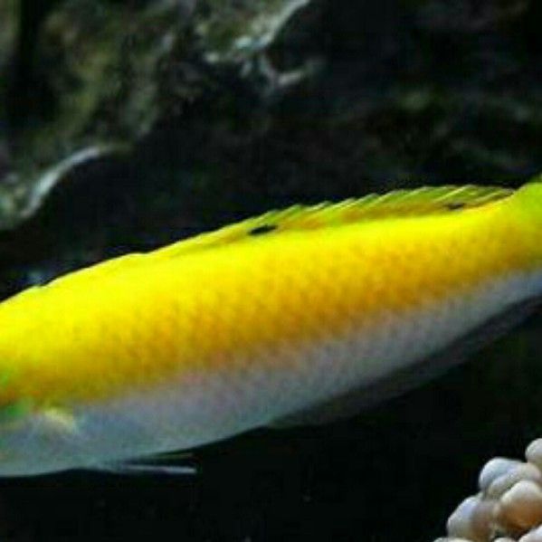紫龍魚圖片