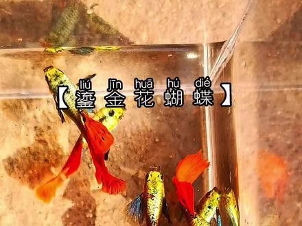 紫龍魚圖片