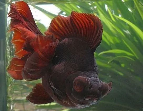 紫龍魚圖片