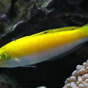 紫龍魚圖片