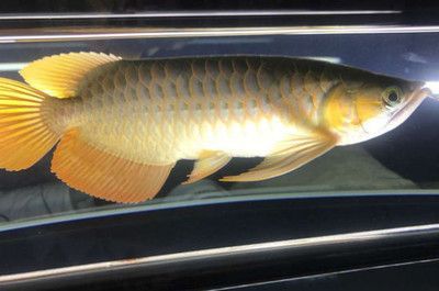 龍魚鱗片會自己脫落嗎：紅龍魚的鱗片掉落后，魚體會嘗試自行恢復健康和幸福