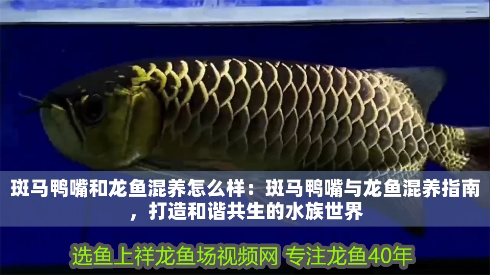 斑馬鴨嘴和龍魚混養怎么樣：斑馬鴨嘴與龍魚混養指南，打造和諧共生的水族世界