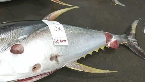 藍鰭和黃鰭金槍魚區別