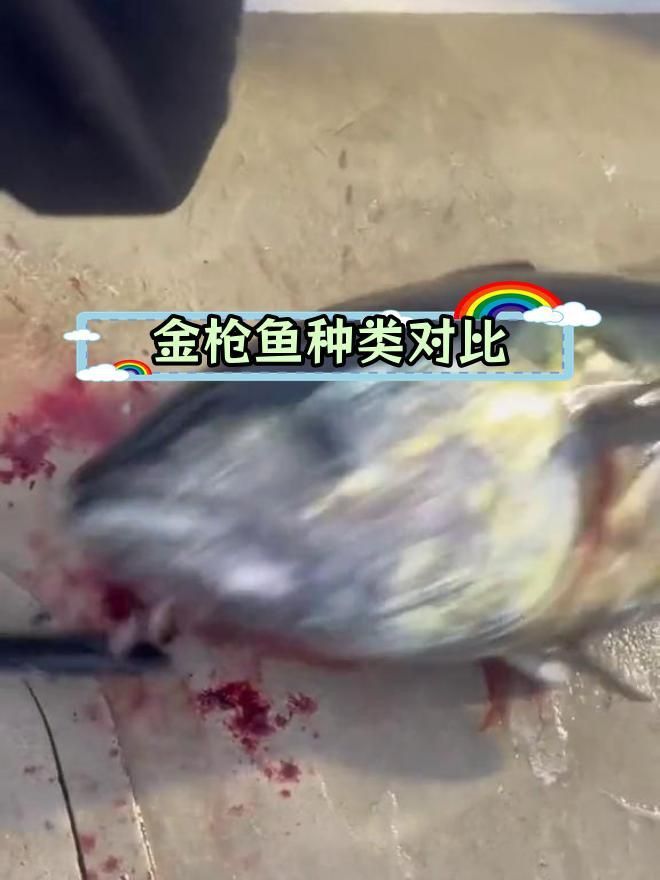 藍鰭和黃鰭金槍魚區別