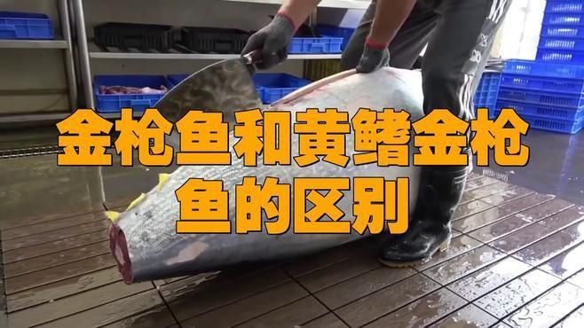 藍鰭和黃鰭金槍魚區別