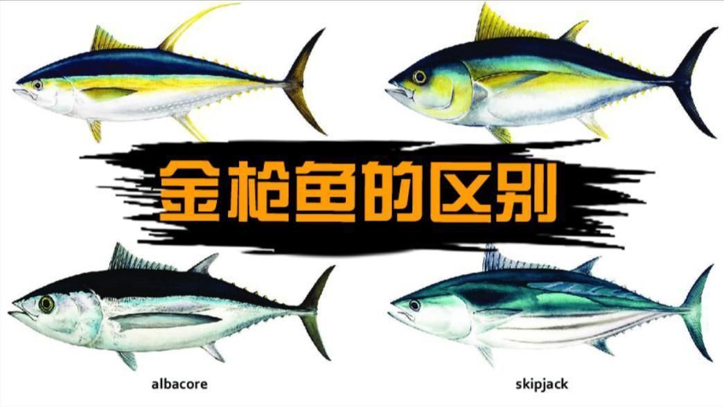 藍鰭和黃鰭金槍魚區別