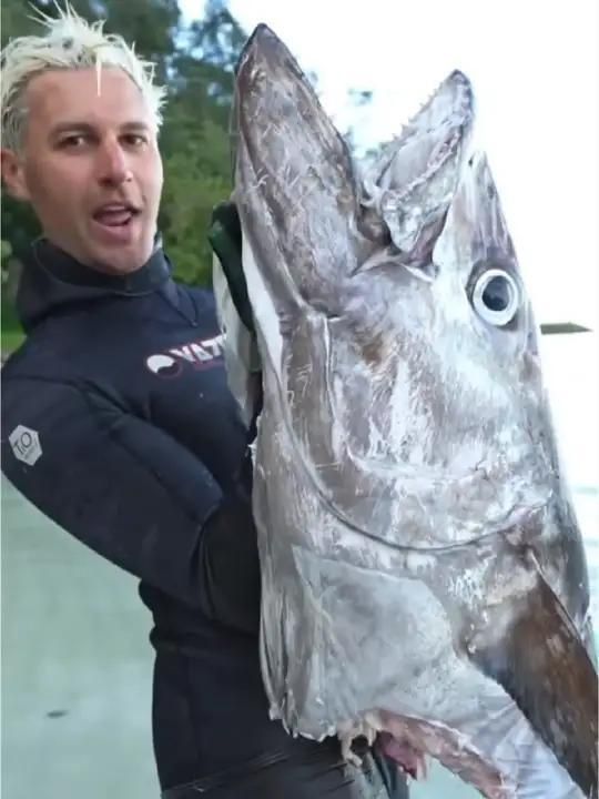 藍鰭和黃鰭金槍魚區別