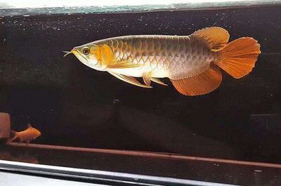 金龍魚吃啥食物能死的快：關于金龍魚吃啥食物能死的快，金龍魚吃啥食物能死的快