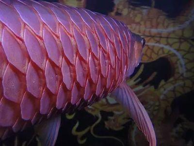 龍魚夏天食欲不振正常嗎：夏天龍魚食欲不振正常嗎