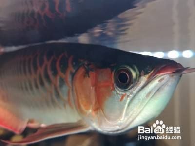 龍魚歪嘴怎么治療（如何治療龍魚歪嘴）
