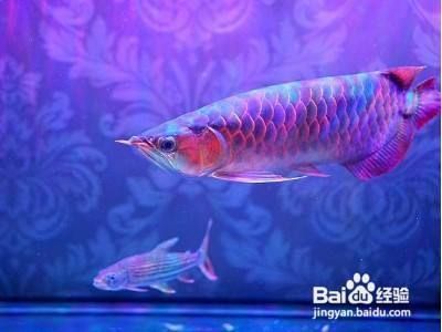 龍魚歪嘴怎么治療（如何治療龍魚歪嘴）