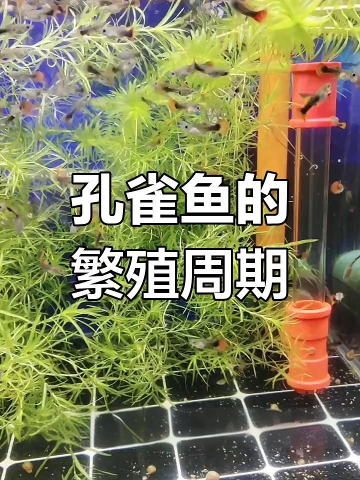 孔雀魚多久繁殖一次