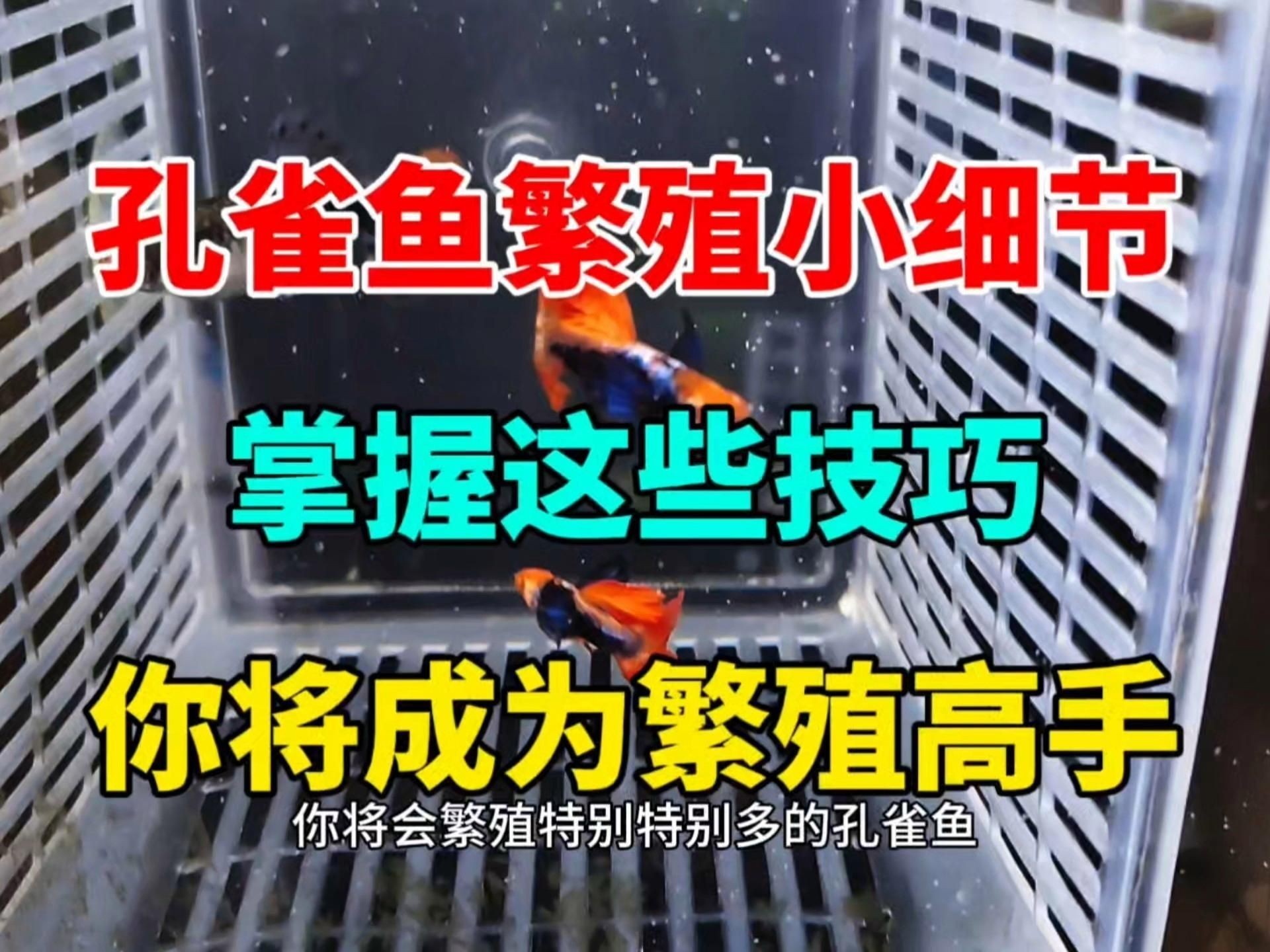 孔雀魚多久繁殖一次