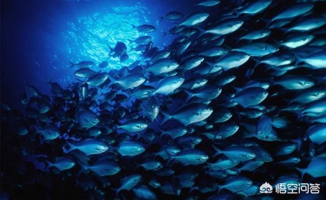 龍躉是淡水魚還是海魚