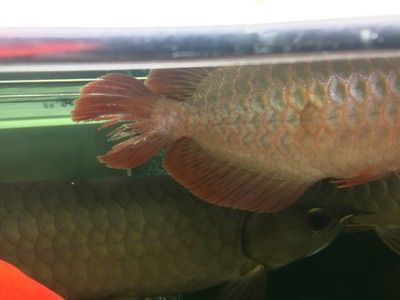 龍魚身上有小白點怎么辦啊：如何預防龍魚得白點病