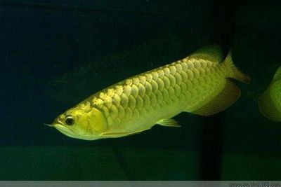 龍魚魚缸底色和背景色：龍魚底色和背景色的選擇