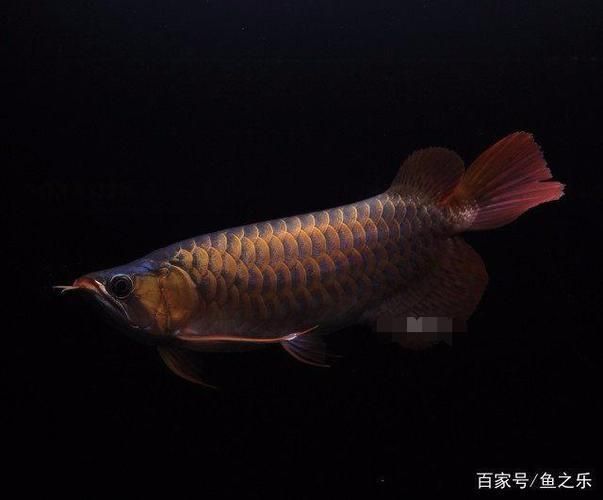龍年養龍魚文案句子：龍年養龍魚文案句子：龍年養龍魚文案句子,龍年養龍魚文案句子