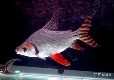 養龍魚配魚是什么魚好：養龍魚配魚是一項非常有趣的活動但是選擇合適的配魚
