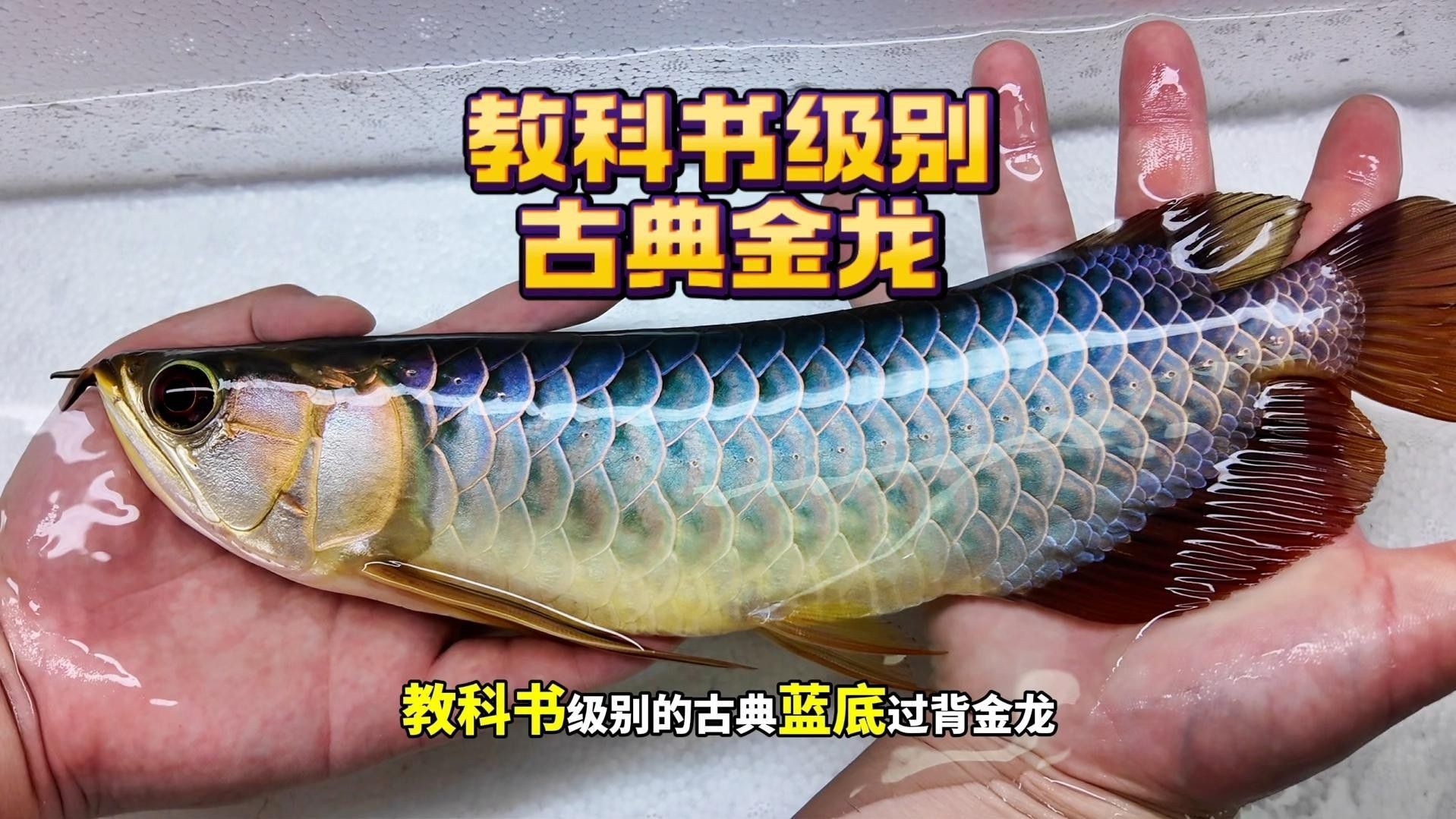 藍底過背金龍混養需要哪些設備？