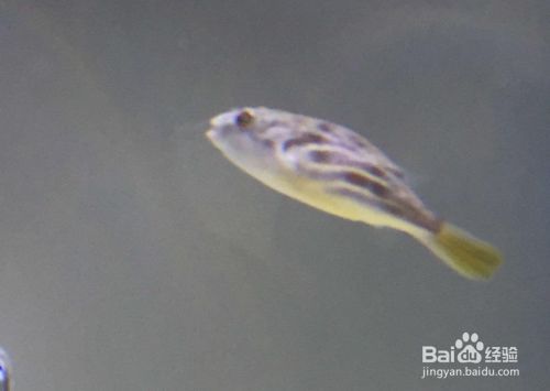 龍魚可以用土霉素嗎：土霉素可以治療龍魚的多種細菌性疾病嗎？