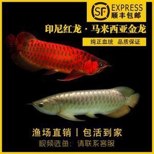 馬來西亞龍魚托運需要多少錢一噸：馬來西亞龍魚托運費用