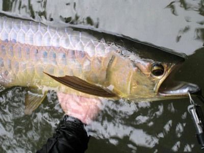 馬來西亞龍魚托運需要多少錢一噸：馬來西亞龍魚托運費用